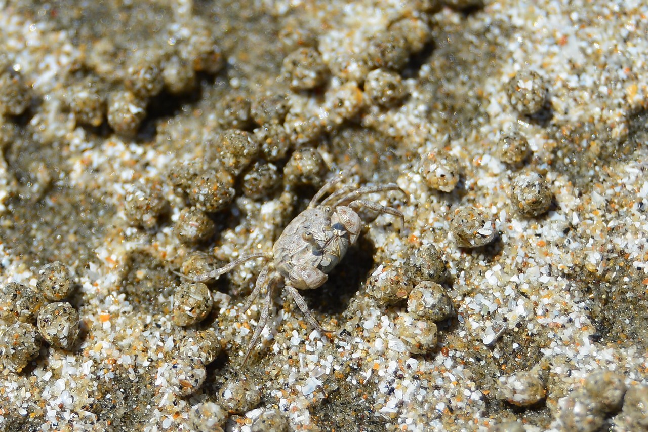 Scopimera globosa